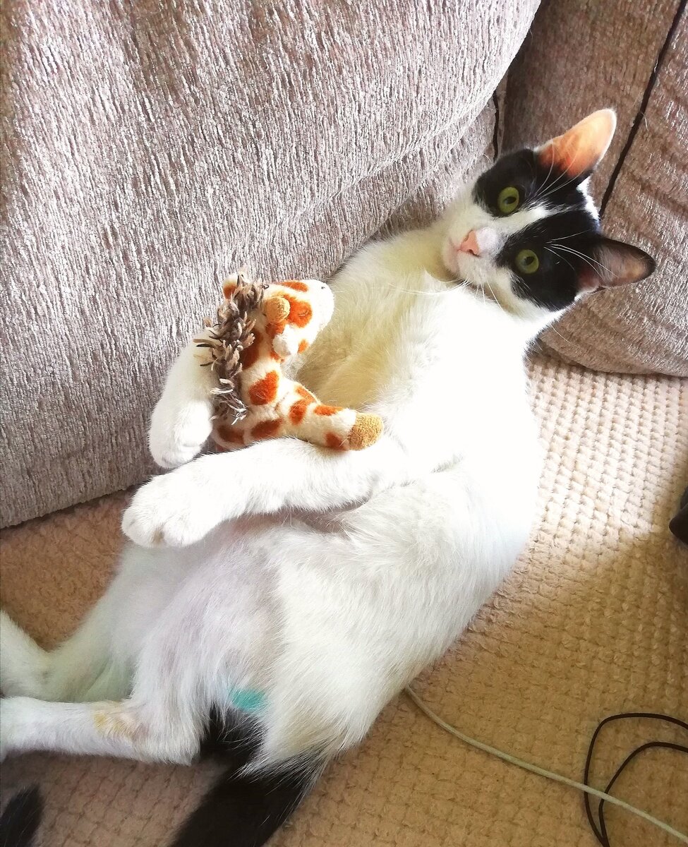 Мистер "Мне по кайфу тут лежать" Кить.