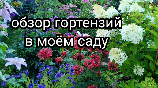 ОБЗОР ГОРТЕНЗИЙ В МОЁМ САДУ 🤗