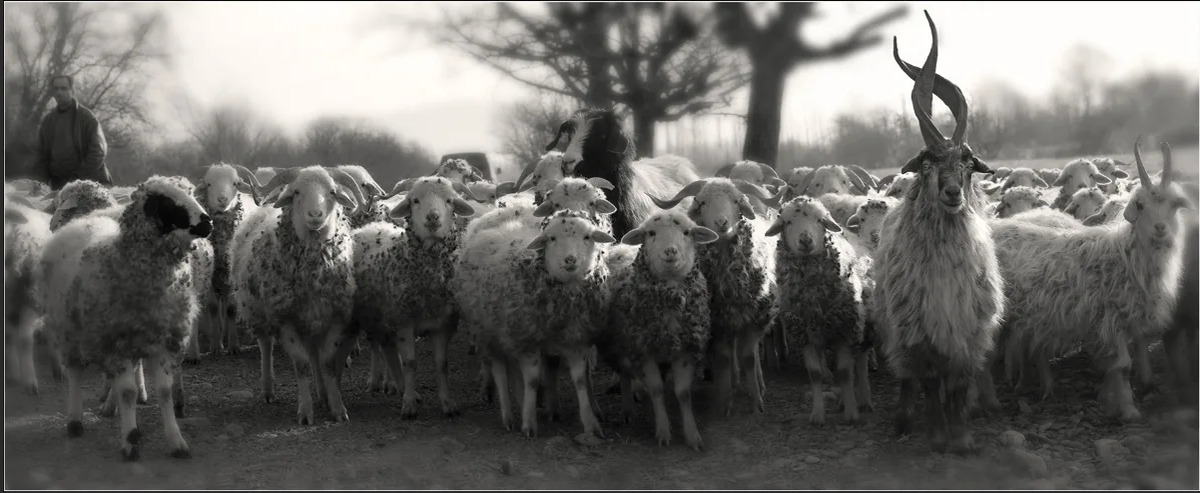 Высоцкий шагают бараны в ряд. Стадо Козлов. Предводитель стада это. Козел ведет стадо овец.