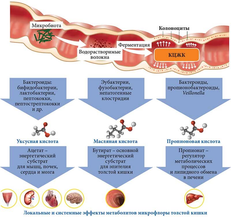 Микрофлора печени. Кишечный микробиом. Микрофлора печени. Холин функции в организме. Кишечник бактерии микробиом.