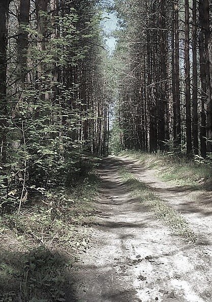 Беловский Бор, по местному Белое
