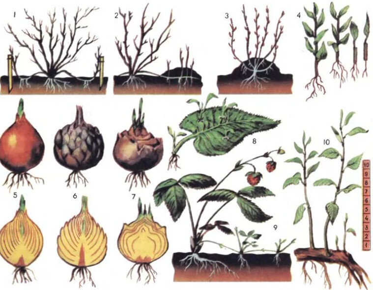 Množení rostlin: Způsoby a Techniky Pro Úspěšný Rozmnožování
