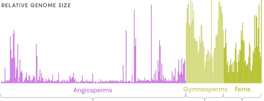 Размер генома у высших растений