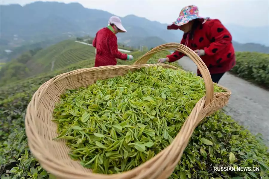 Сбор китайского чая. Лунцзин плантации. Сбор чая на плантации в Китае. Плантация зеленого чая Лунцзин. Хайнань чайные плантации.