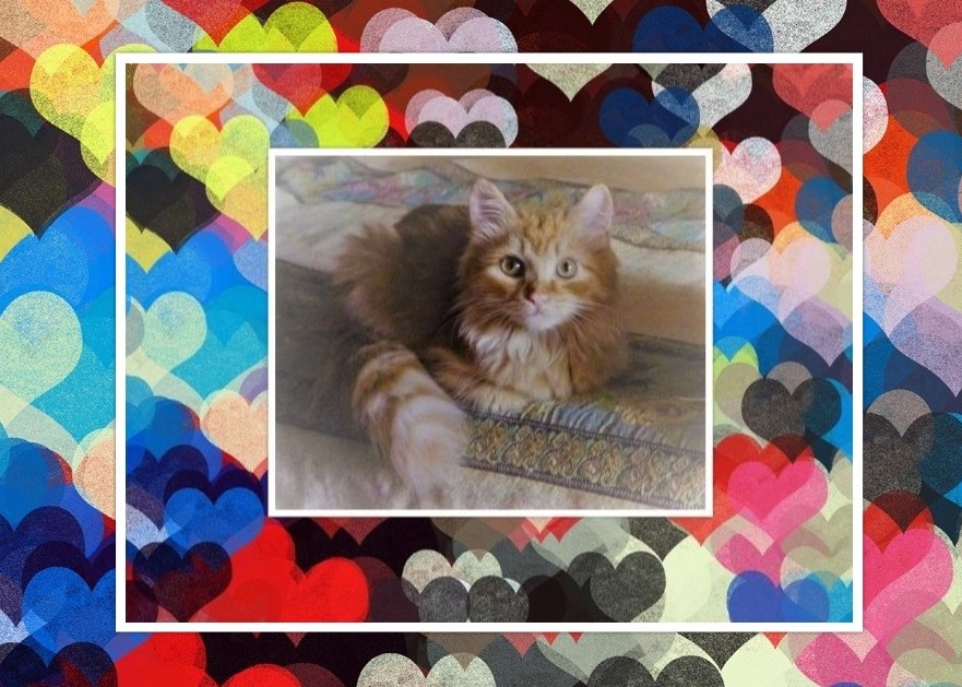 Котик Фото из открытых источников и коллаж мой