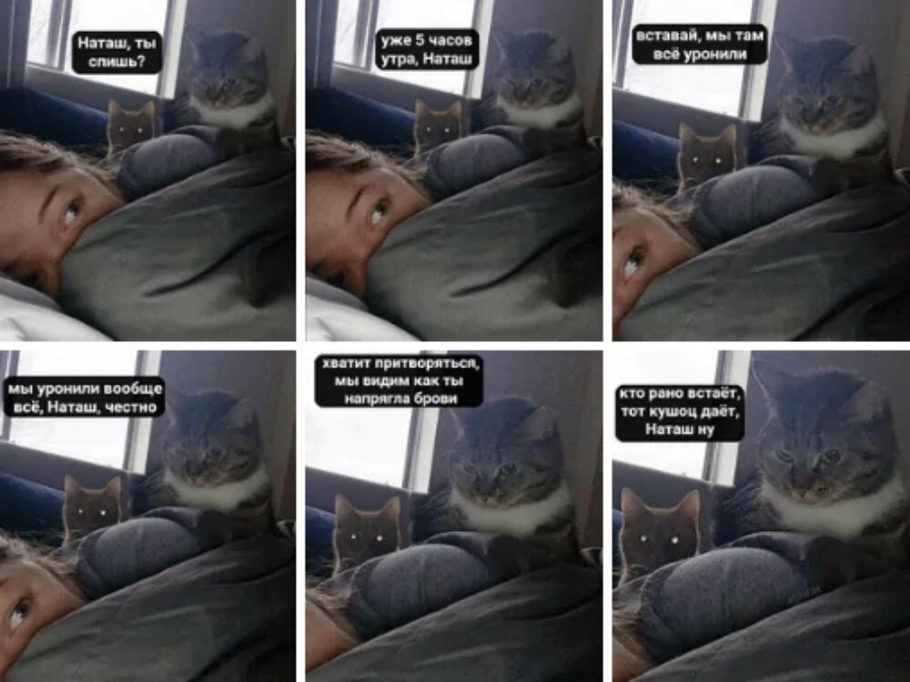 Источник: сообщество Вконтакте "Котизм"