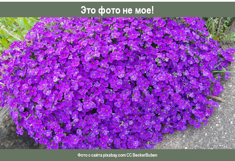 Обриета семена когда сажать. Обриета когда сажать семена. Обриета вырастить из семян. Аубреция рассада. Обриета всходы.