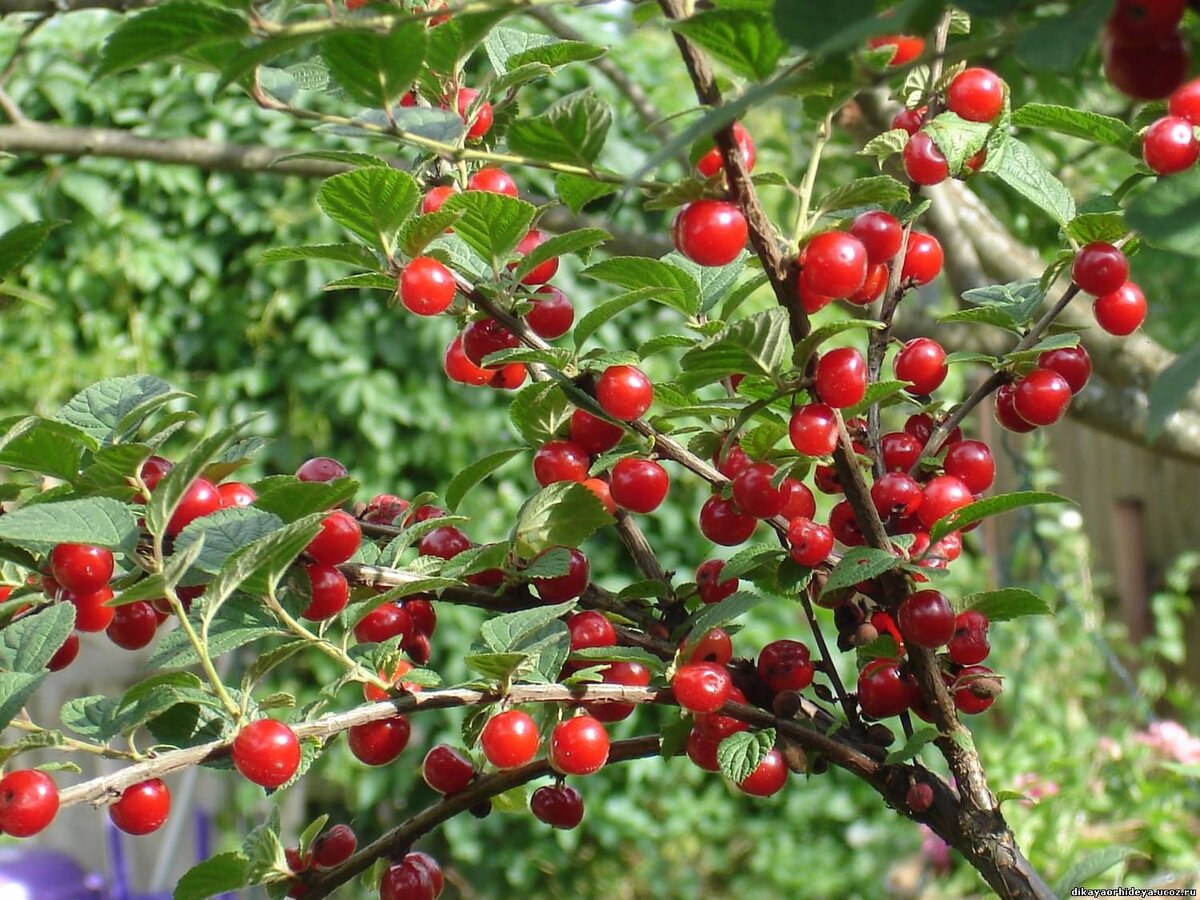 Вишня войлочная