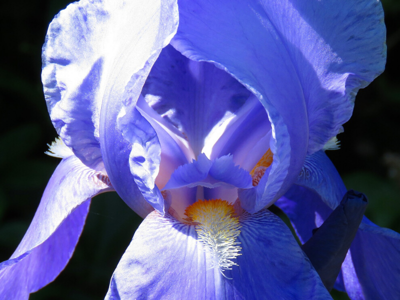 Июнь 2020 - божественен. Фото с pixabay.com