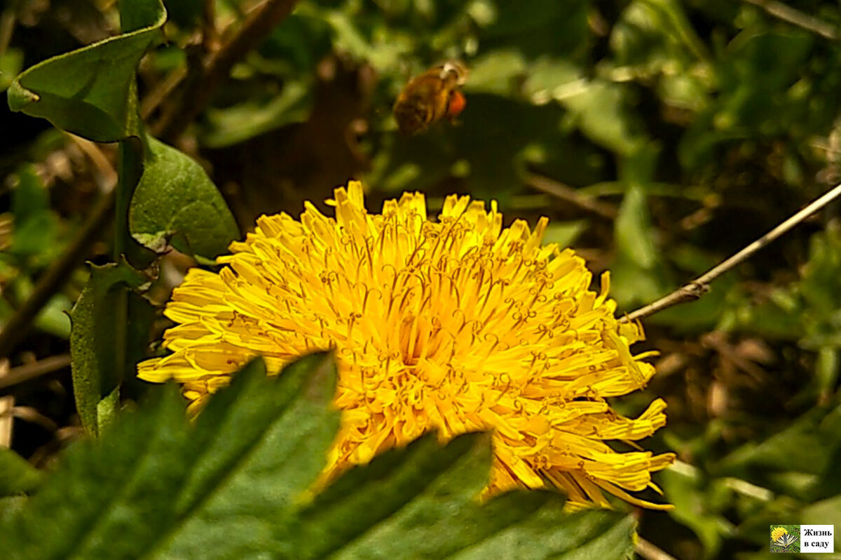 Пчела садится на одуванчик