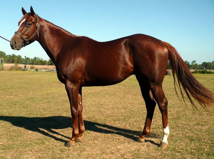 Конь "зеленая обезьяна) Яндекс картинки