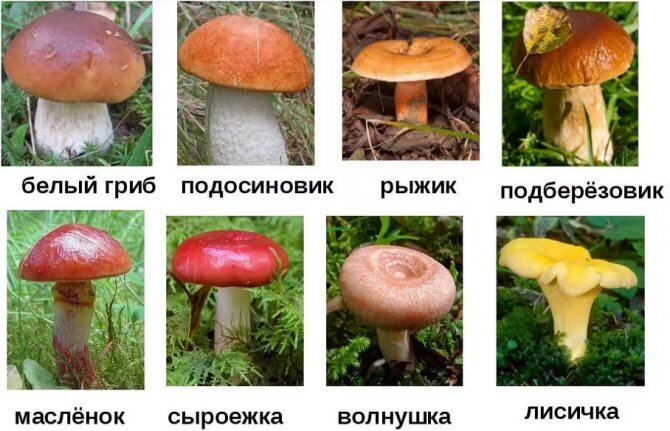 Съедобные грибы