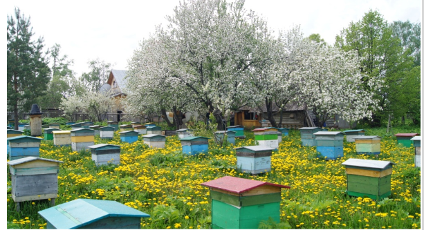 Пчелиный городок