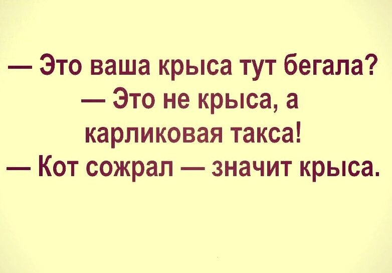 Минутка позитива. Кот сожрал значит крыса анекдот. Это ваша крыса тут бегала. Анекдот это не ваша крыса тут бегала. Раз кот съел значит крыса.