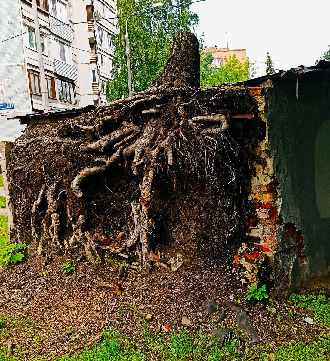 Дерево вросло в стену