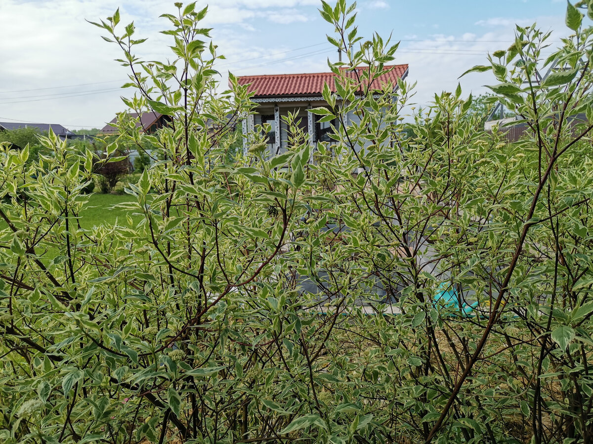 Июнь, а листочки еще довольно маленькие, побольше бы солнышка! Фото автора.