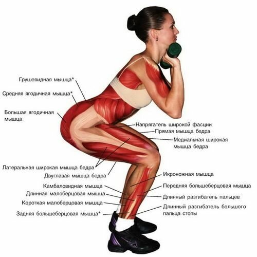 Техника приседаний