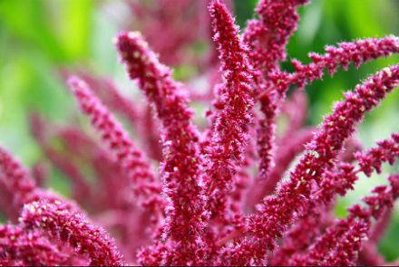 Растение амарант