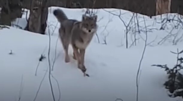 А что это, Вы тут делаете?