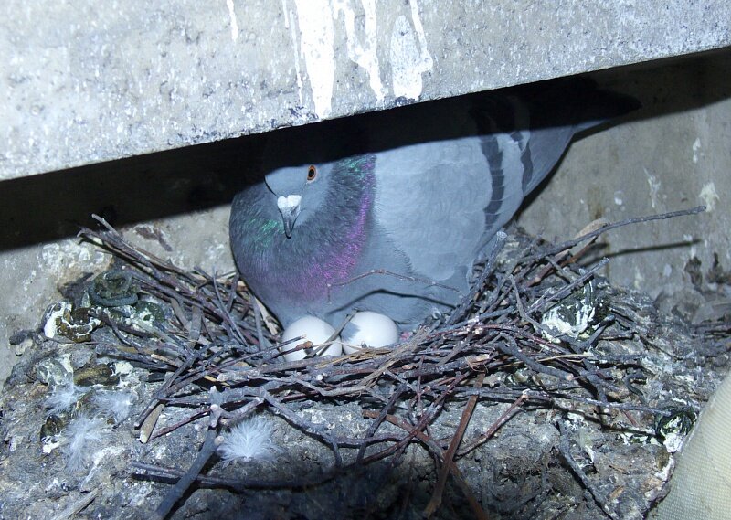 Гнездо сизого голубя