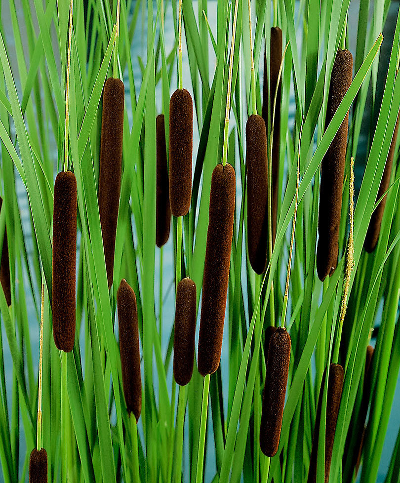 Рогоз широколистный. Источник: Яндекс Картинки