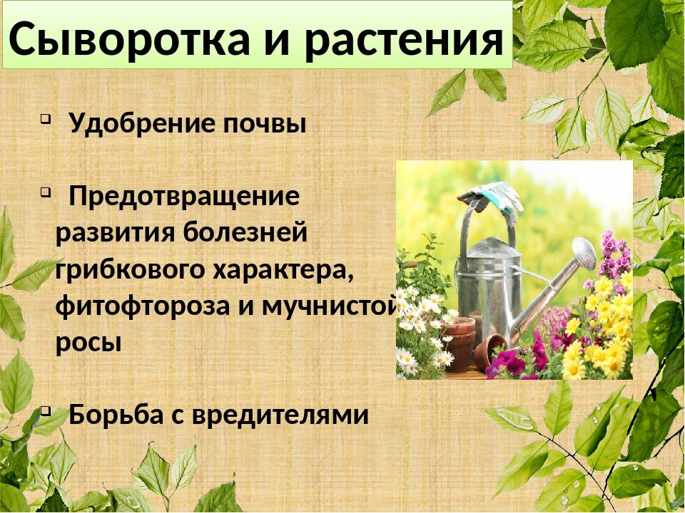 Что можно поливать сывороткой в огороде. Сыворотка молочная для огорода. Сыворотка для подкормки растений в огороде. Удобрение сывороткой. Сыворотка для цветов.