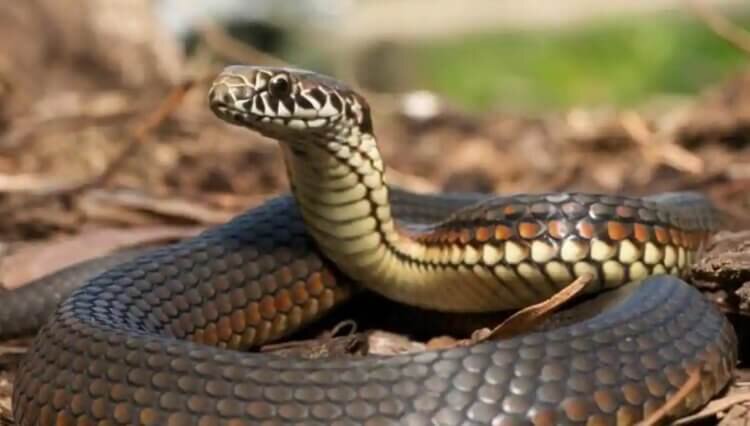 Каких животных боятся змеи? | Hi-News.ru | Дзен