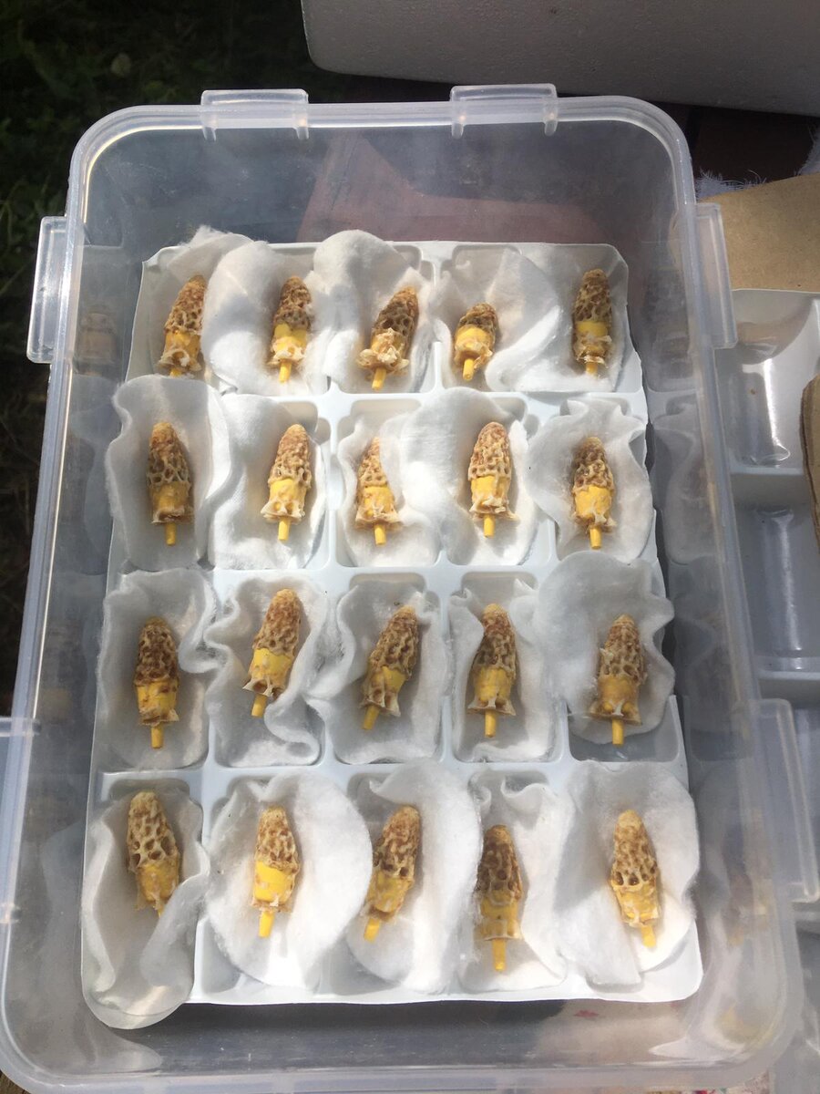 Маточники в инкубаторе перед выходом (рождением) молодых маток 