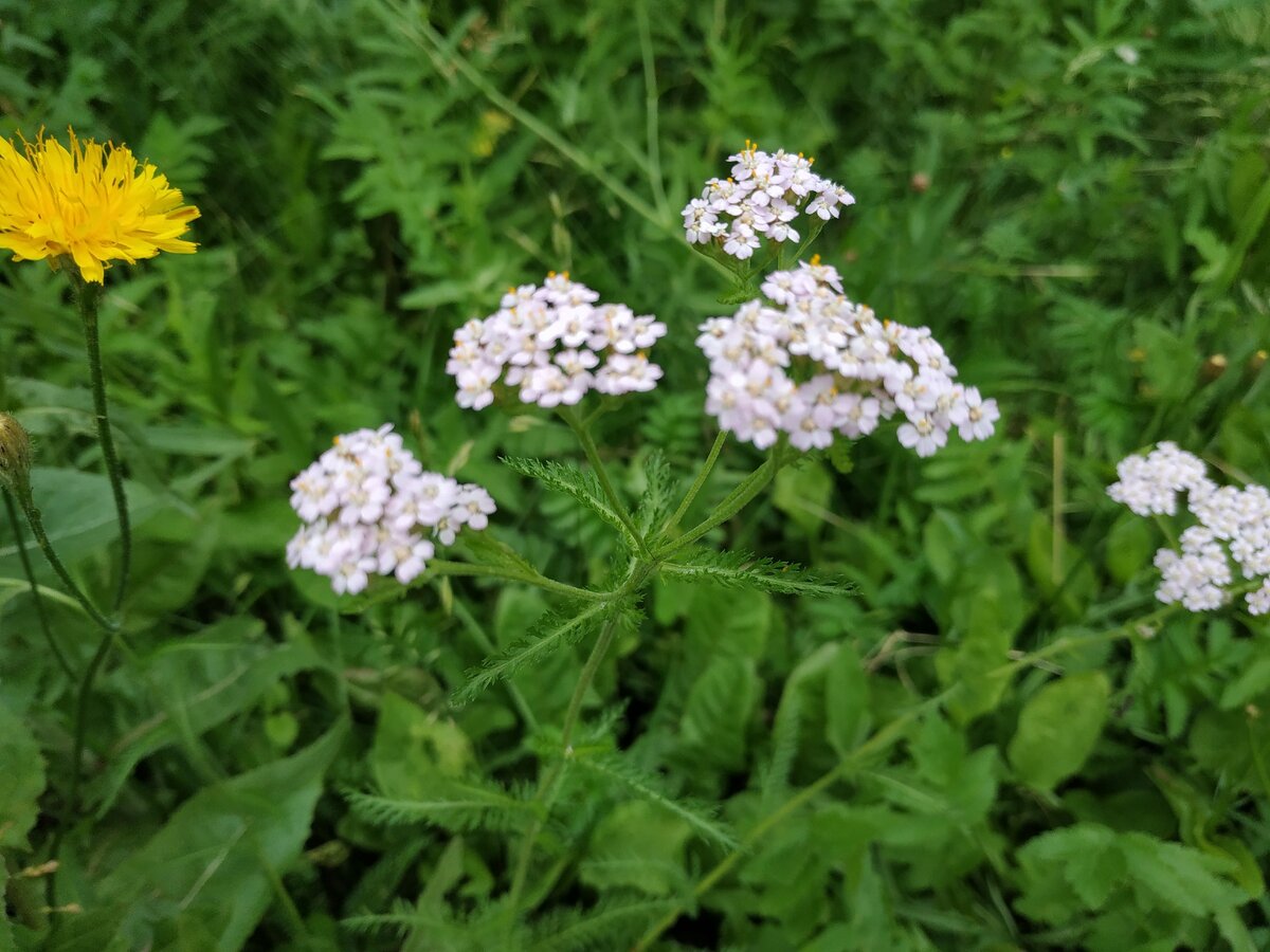 Сегодня уже нормально погуляла, сначала с сыном и Рыжим, потом отдельно с сыном)