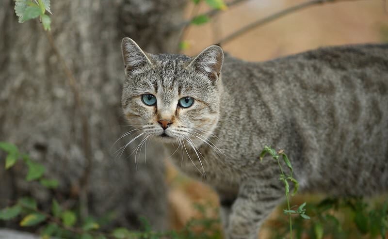 Фото алтайский голубоглазки
