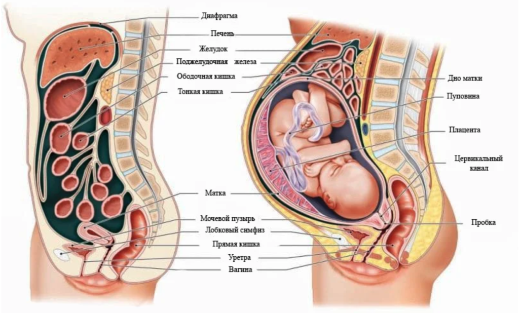 Смещение органов