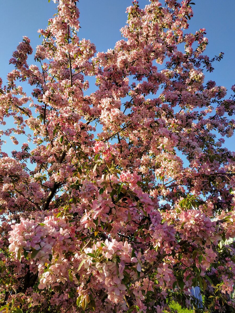 Цветущее дерево,которые все считают сакурой, а на самом деле это особый сорт яблони.