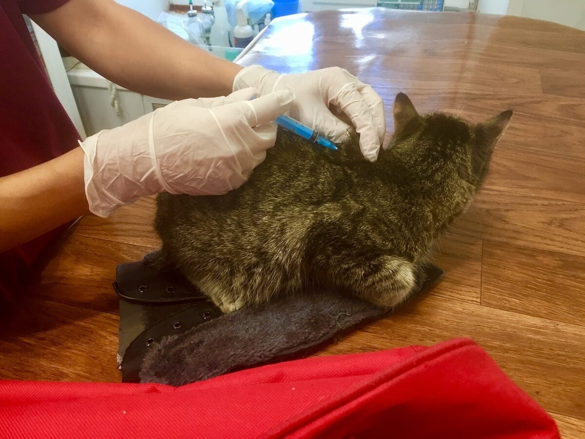 Укол  "Ковинан" кошка перенесла спокойно, не дергаясь .