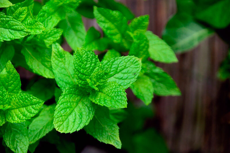 польза мяты