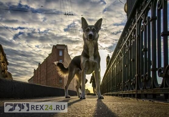 Фото: pikabu.ru