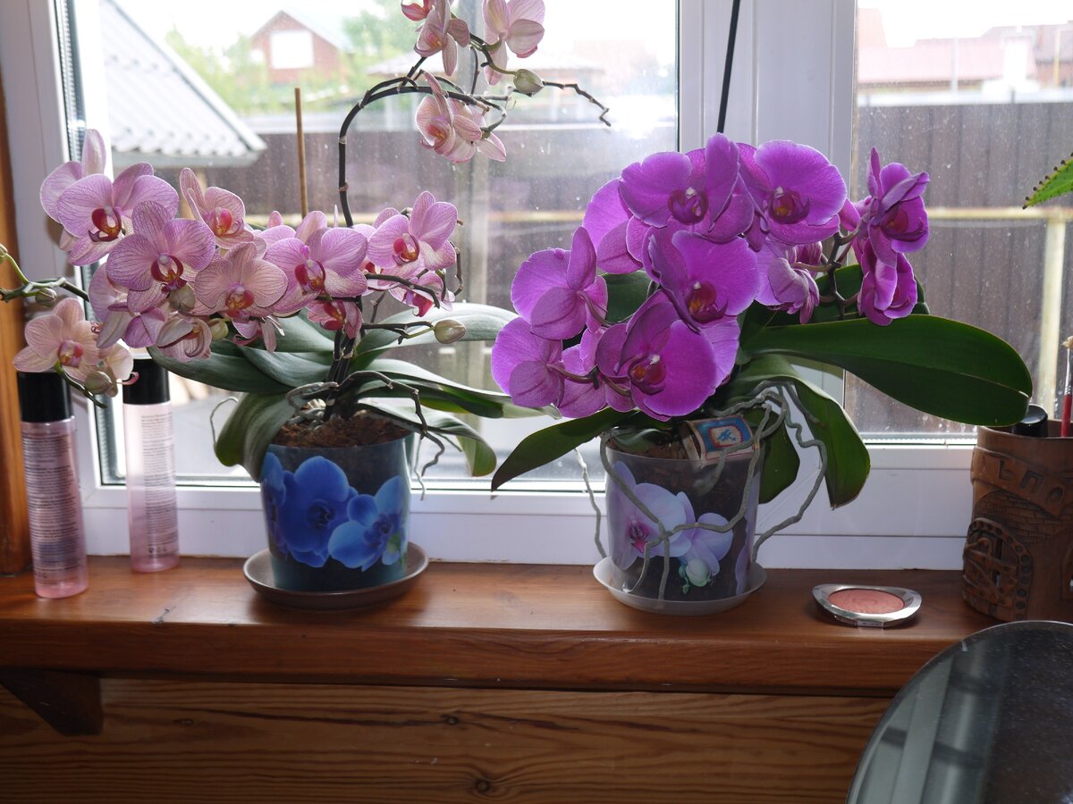 Полив орхидей в домашних условиях весной. Заставить орхидею цвести в домашних условиях. Женщина поливает орхидеи. Архидея можно держать рядом. Как часто цветет Орхидея.
