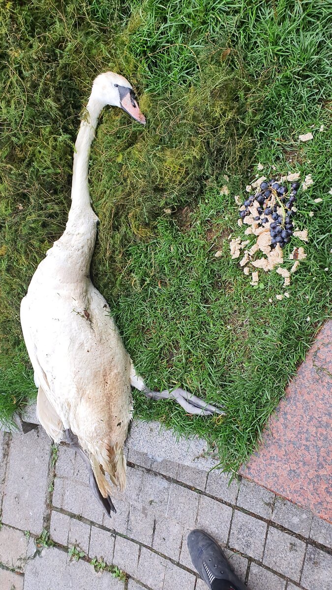 Фото: страница «Соседи. Белорусская-Новослободская-Маяковская» на Facebook