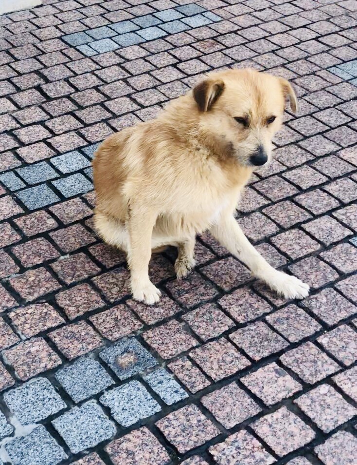 Бездомные собаки. Фото автора.