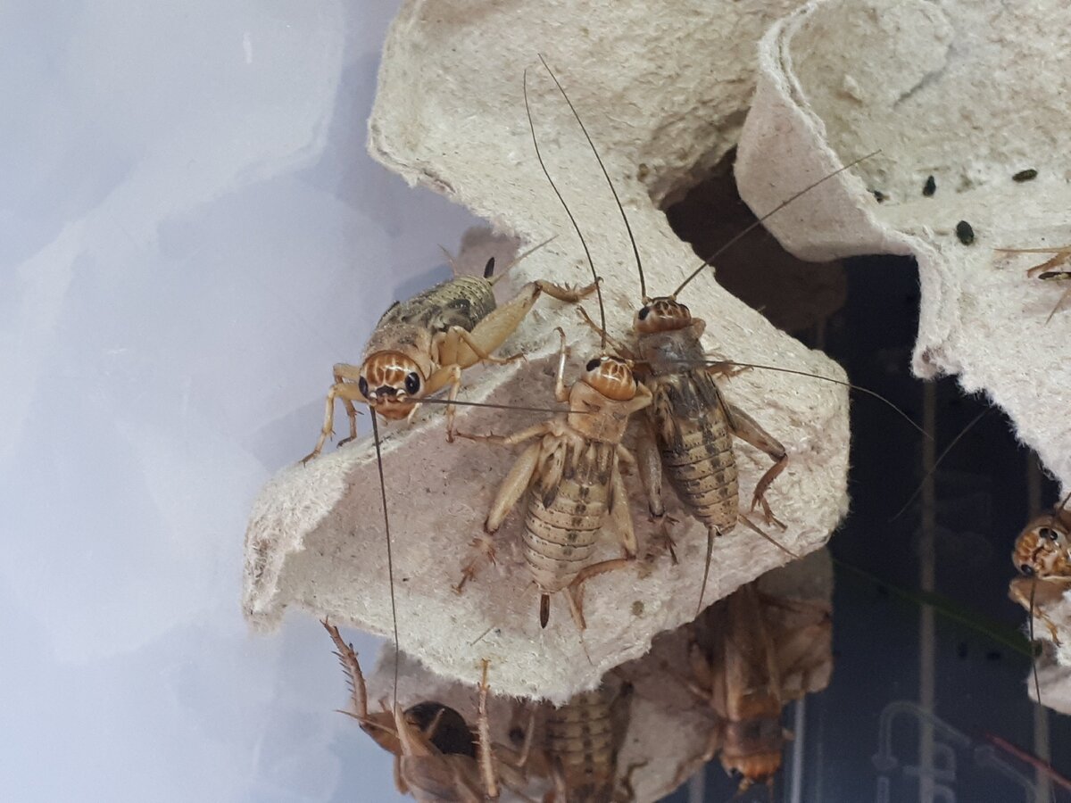 Аппетитные красавцы 😊