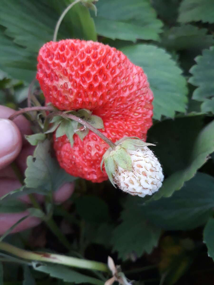 Эти ягодки  точно попадут в команду на следующий сезон)