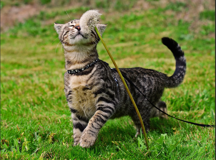 Фото с сервера Яндекс. Картинки