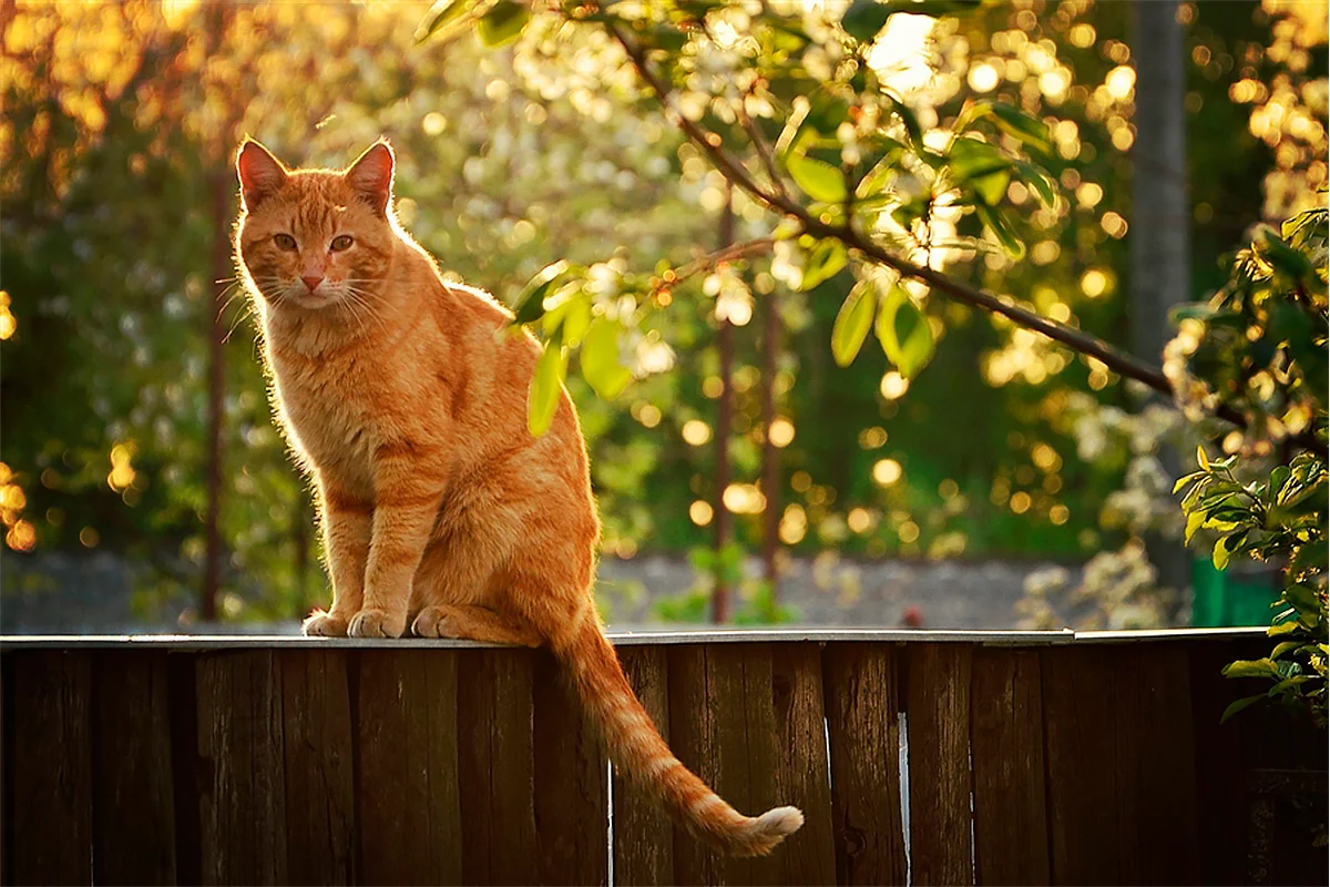 Рыжий кот спал на крыльце. Рыжий кот на заборе. Рыжие коты на заборе. Кот сидит на заборе. Красивый рыжий кот.