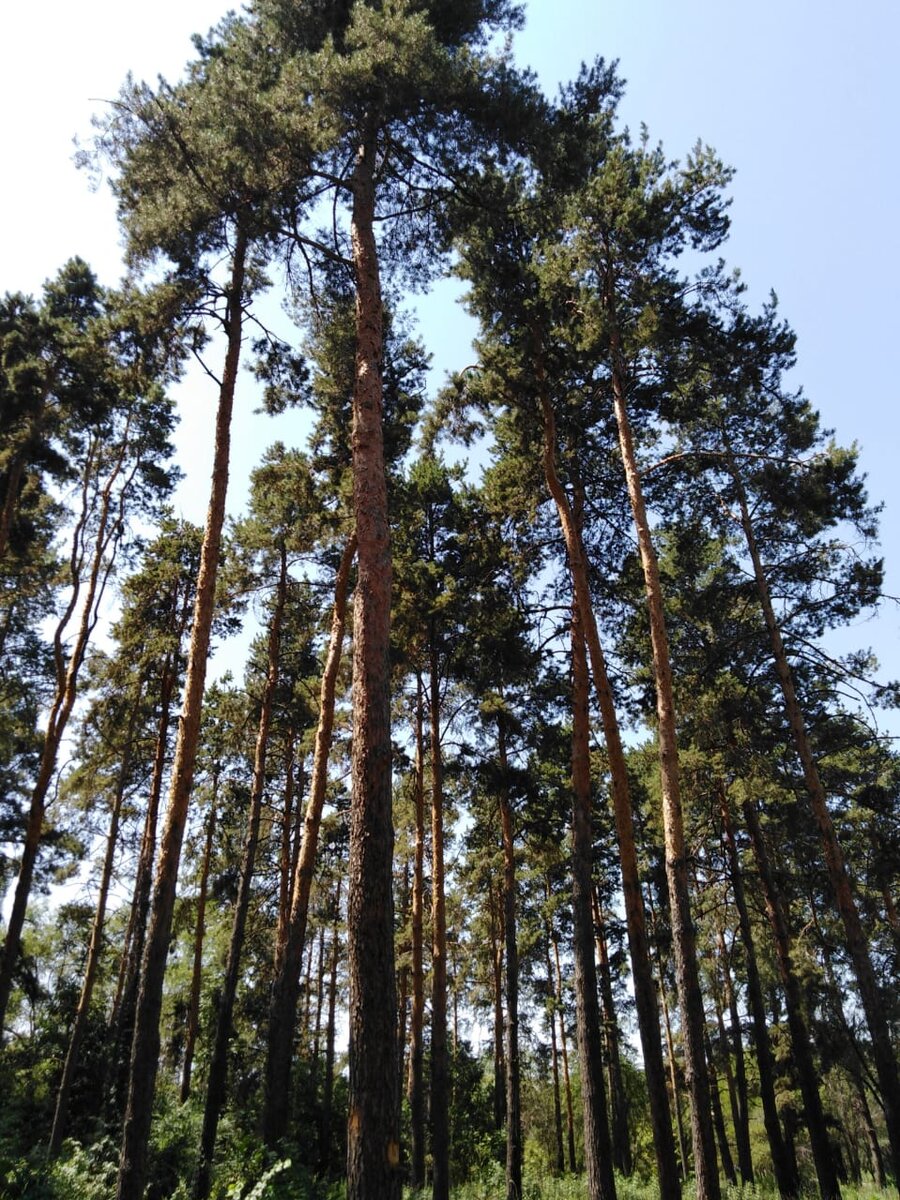 фото из  Ботанического сада. Листайте еще 6 фото.