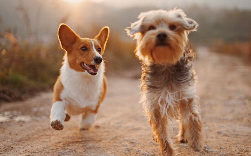 Почему корги ведут себя как корги, а терьеры- как терьеры? Фото petpedia.co