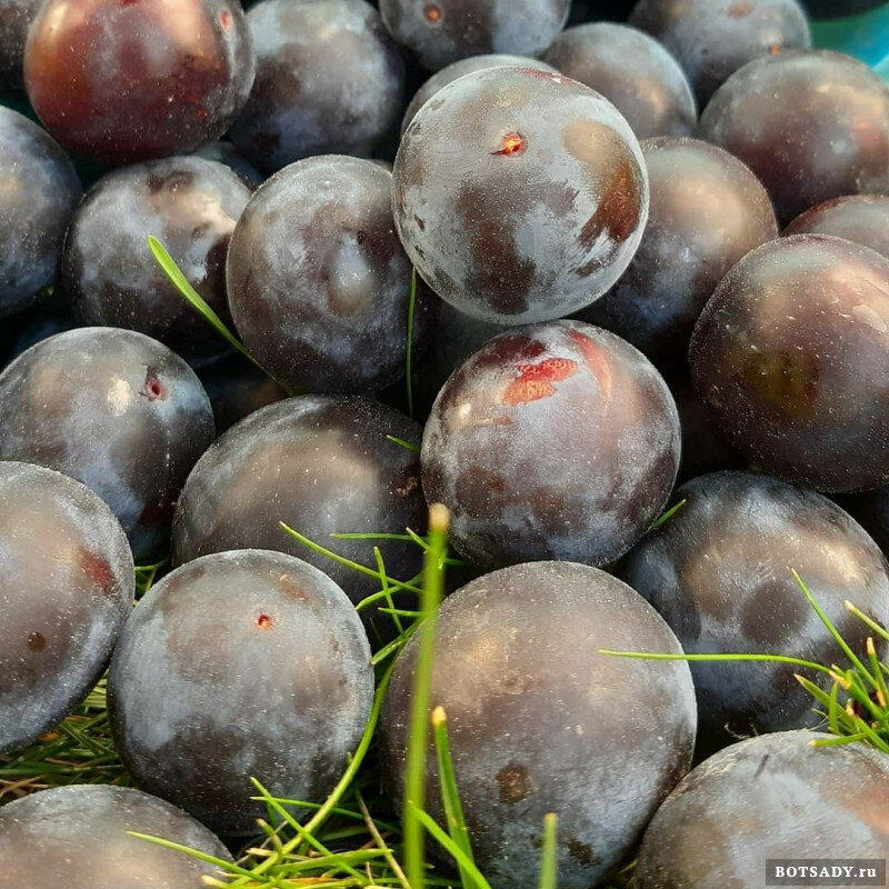 Prunus divaricata f. Atropurpurea 