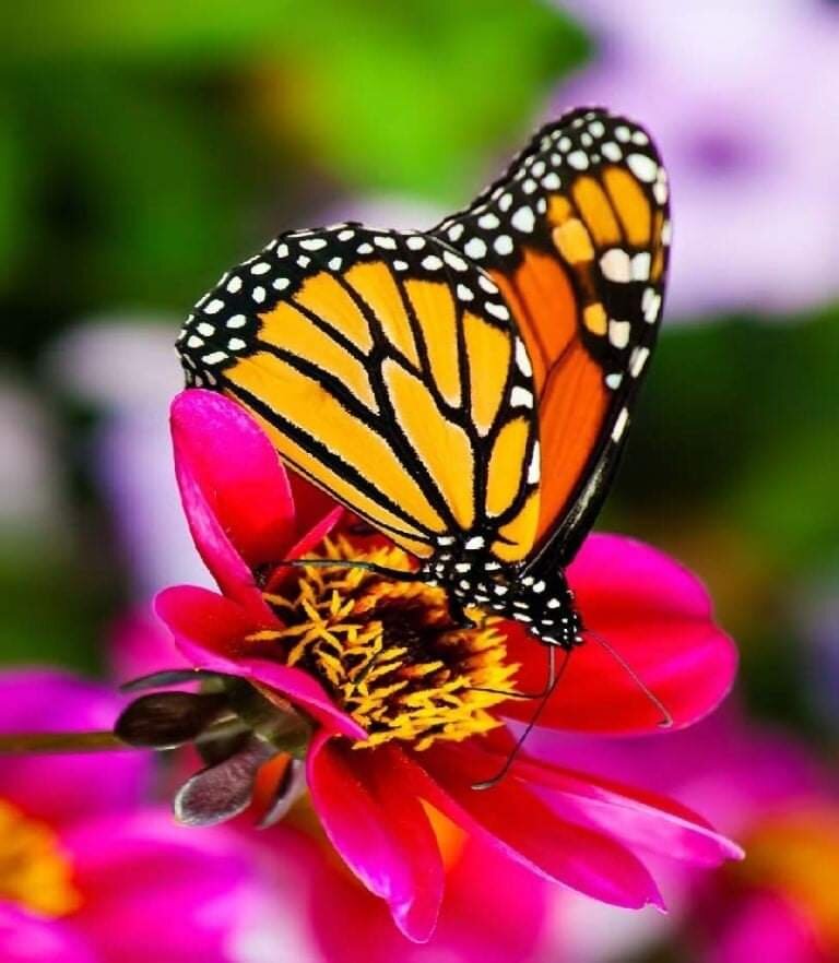 Картинка свободный доступ интернета.