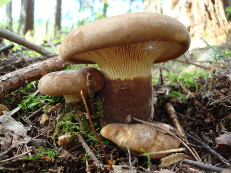 Свинушка толстая. Фото Яндекс. Коллекции