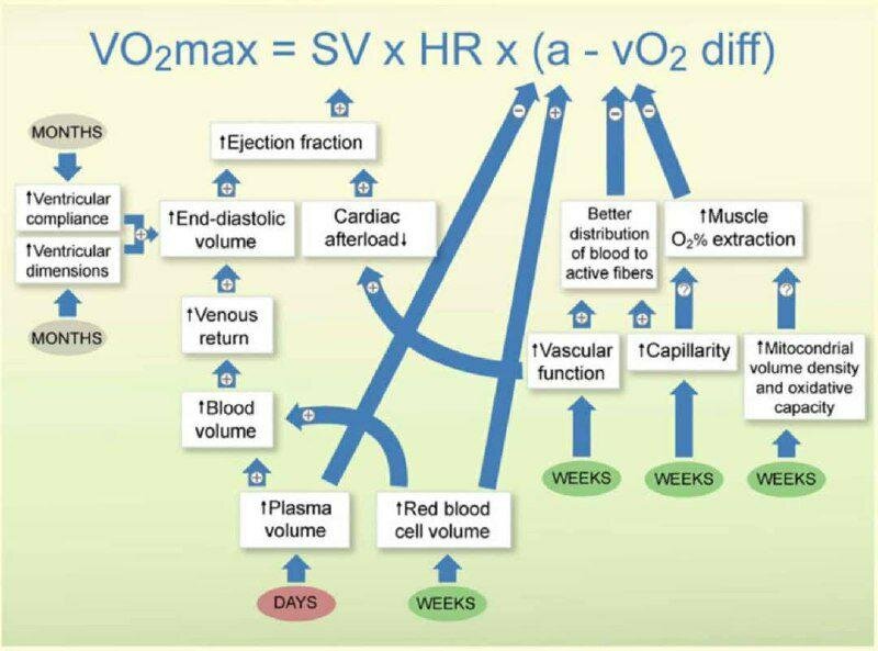 Vo2 max таблица по возрасту Биология VO2MAX s10.Run Дзен