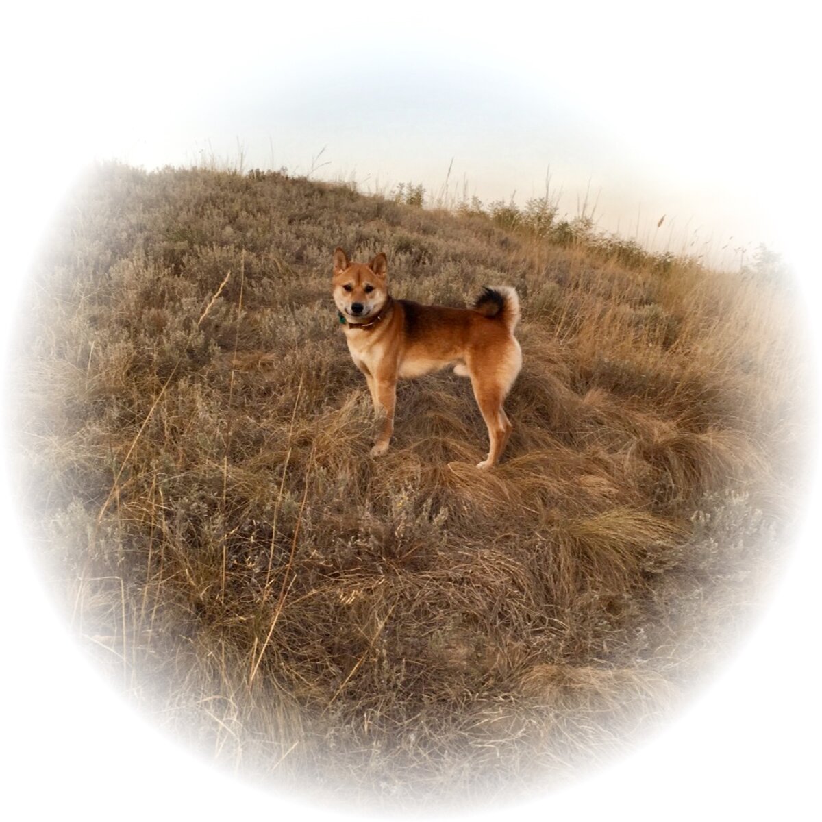 Тимо в осенних полях