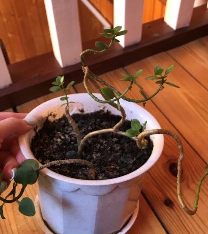 Молодые черенки. Апрель 2020 г. Личный архив.